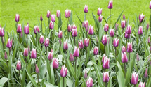 Tulipa 'Claudia'