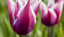 Tulipa 'Claudia'