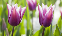 Tulipa 'Claudia'