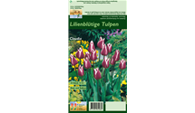 Tulipa 'Claudia'