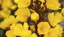 Oenothera macrocarpa (missouriensis)
