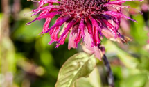 Monarda fistulosa 'Gewitterwolke'