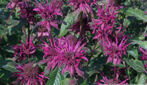 Monarda fistulosa 'Gewitterwolke'