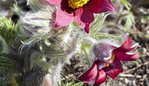Pulsatilla vulgaris 'Rote Glocke' Pulsatilla vulgaris 'Rote Glocke'