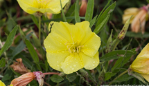 Oenothera macrocarpa (missouriensis)