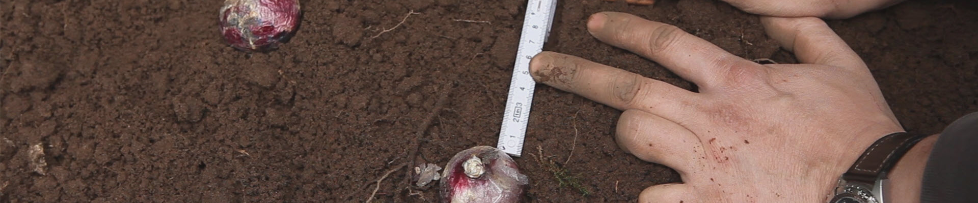 Hyazinthen - Blumenzwiebeln einpflanzen im Garten (thumbnail) Hyazinthen - Blumenzwiebeln einpflanzen im Garten (thumbnail)