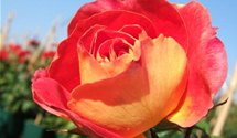 Rosa 'Gebrüder Grimm'®