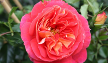Rosa 'Gebrüder Grimm'®