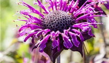 Monarda fistulosa 'Scorpion'
