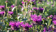 Monarda fistulosa 'Scorpion'