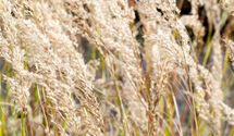 Stipa calamagrostis