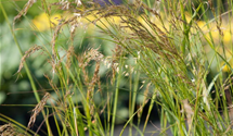 Stipa calamagrostis