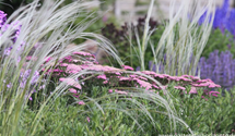Stipa pulcherrima