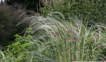 Stipa pulcherrima