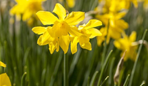 Narcissus, botanisch
