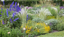 Stipa pulcherrima