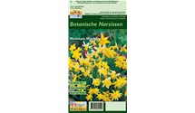 Narcissus, botanisch