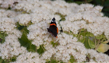 Sedum spectabile 'Iceberg'