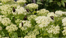 Sedum spectabile 'Iceberg'