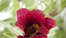 Pulsatilla vulgaris 'Rote Glocke' Pulsatilla vulgaris 'Rote Glocke'