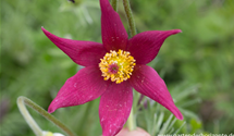Pulsatilla vulgaris 'Rote Glocke' Pulsatilla vulgaris 'Rote Glocke'