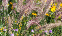 Pennisetum orientale 'Karley Rose'