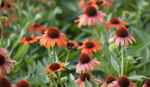 Echinacea purpurea