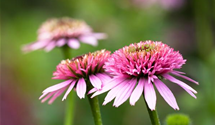 Echinacea purpurea