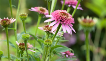 Echinacea purpurea