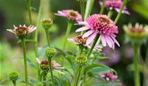 Echinacea purpurea