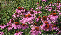 Echinacea purpurea