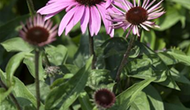 Echinacea purpurea