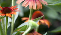 Echinacea purpurea