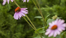 Echinacea purpurea