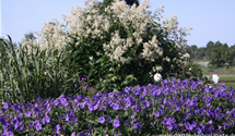 Geranium x magnificum 'Anemoniflorum'