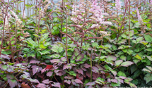 Astilbe 'Colour Flash'