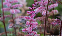 Astilbe 'Colour Flash'
