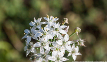 Allium tuberosum