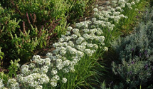 Allium tuberosum