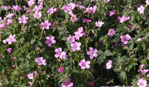 Geranium x oxonianum 'Rose Clair'