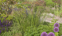 Stipa gigantea