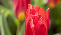 Tulipa kaufmanniana 'Scarlet Baby'