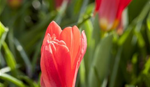 Tulipa kaufmanniana 'Scarlet Baby'