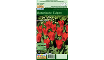 Tulipa kaufmanniana 'Scarlet Baby'