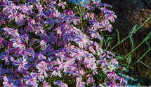 Phlox subulata 'Candy Stripes'