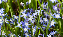 Chionodoxa forbesii