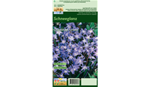 Chionodoxa forbesii