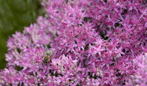 Sedum spectabile 'Carl'
