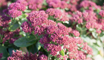 Sedum spectabile 'Carl'