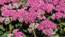 Sedum spectabile 'Carl'